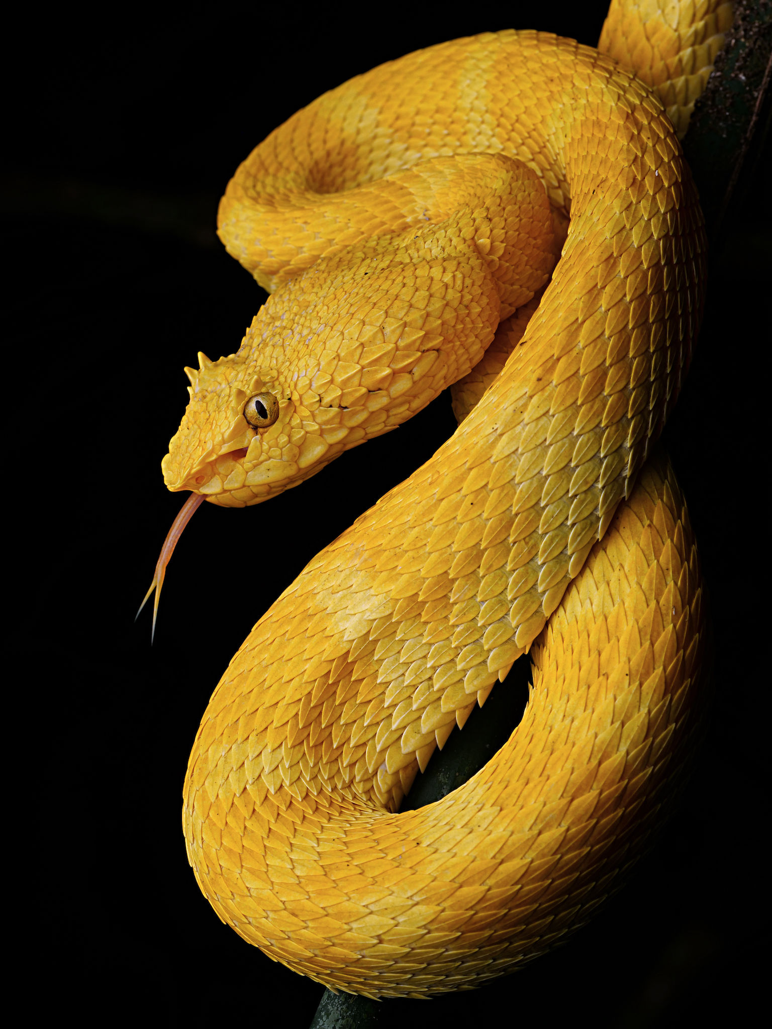 Snake Striking At Camera