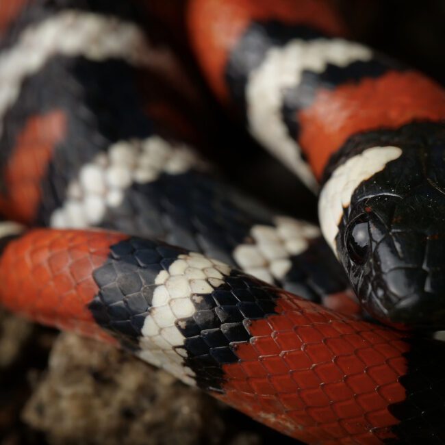 profile of california mountain kingsnake a macro shot of the face