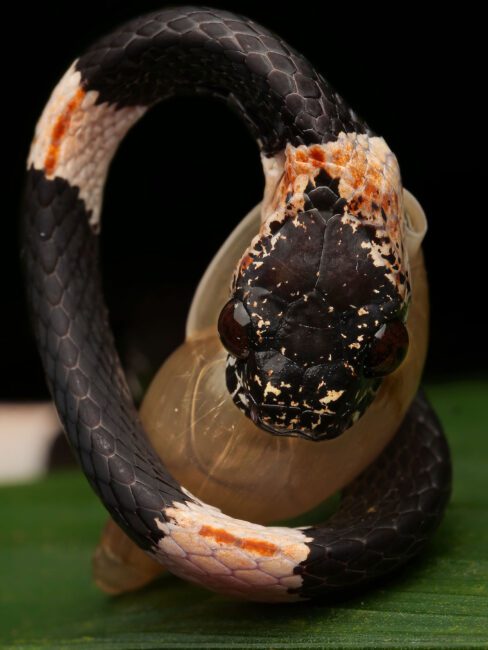 snail eating snake eating a snail