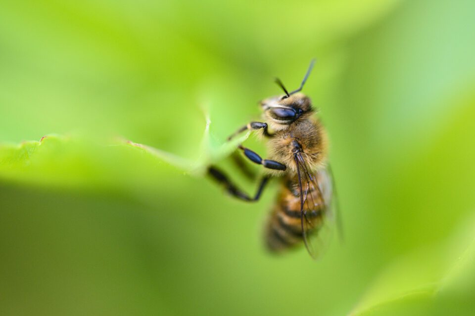 Bee Macro Photo