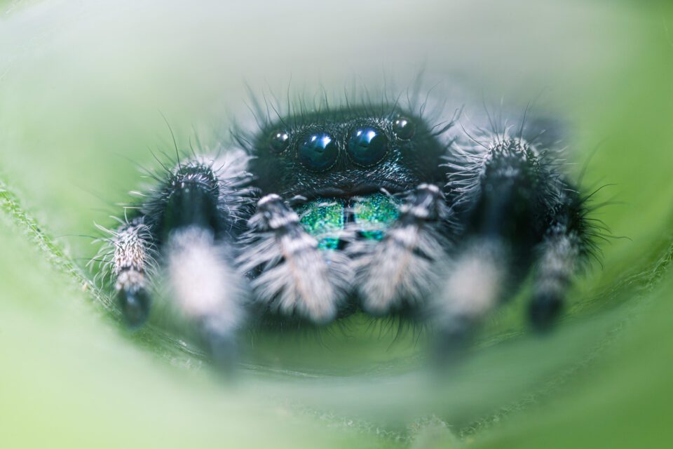Macro photo of Jumping Spider with Laowa Non-CPU Adapted Lens Nikon FTZ Adapter