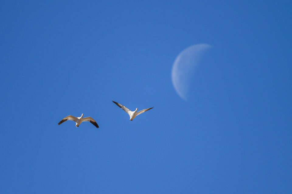Nikon-Z6-II-Image-Sample-Birds-and-moon