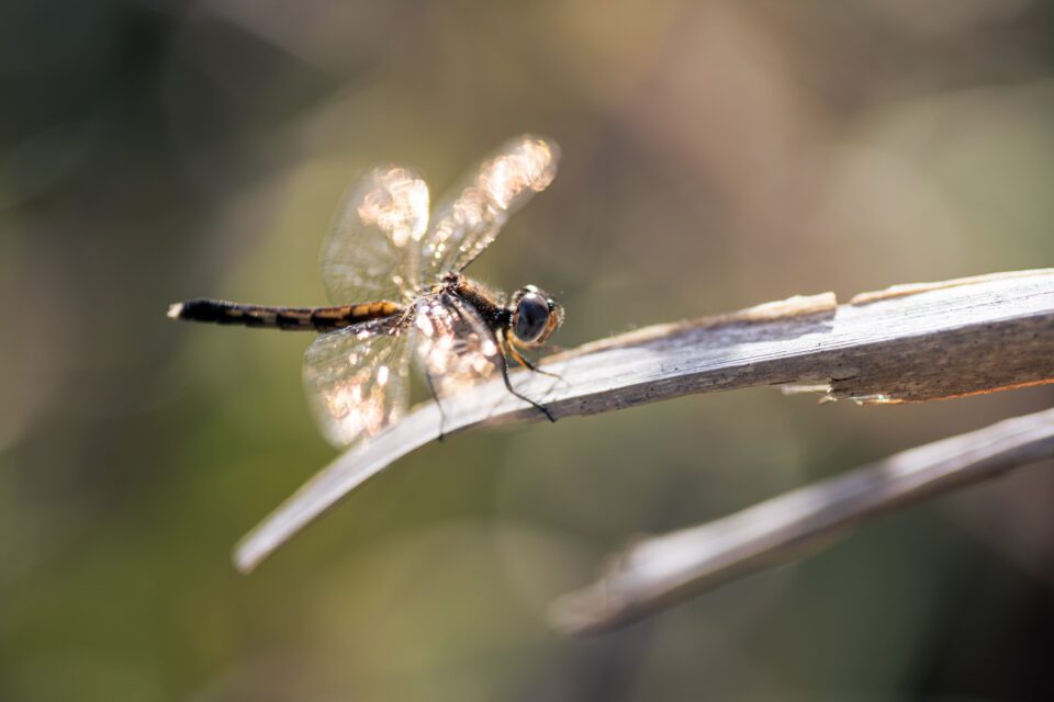 Tokina 100mm Macro Lens Adapted to Nikon Z7 with FTZ Adapter