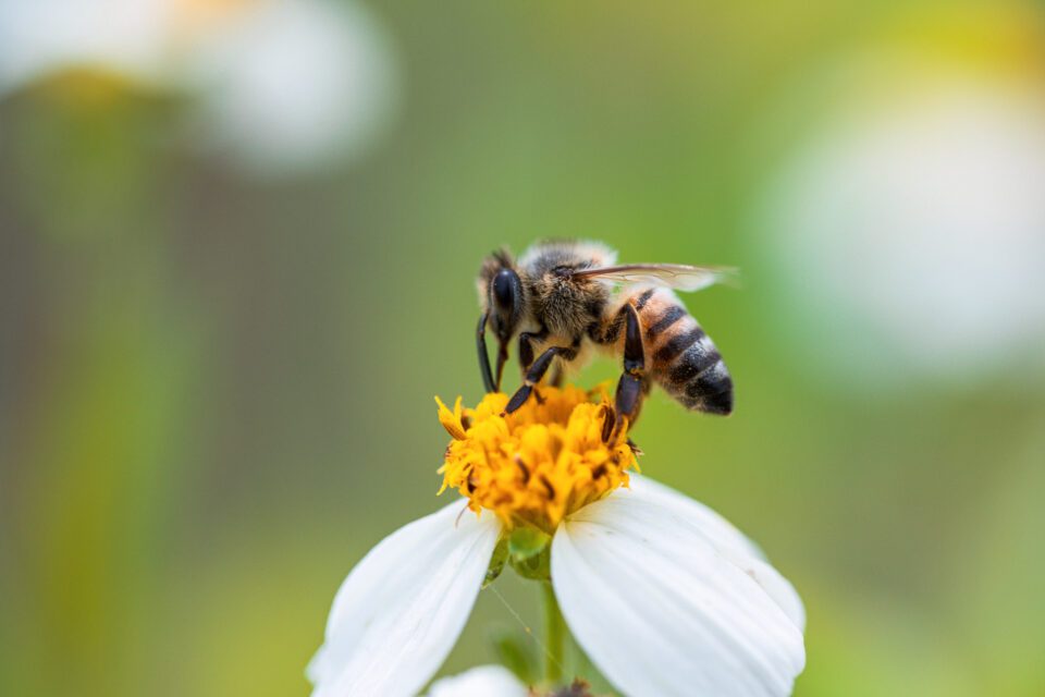 Sigma 105mm f2.8 OS Macro Sample photo of honeybee
