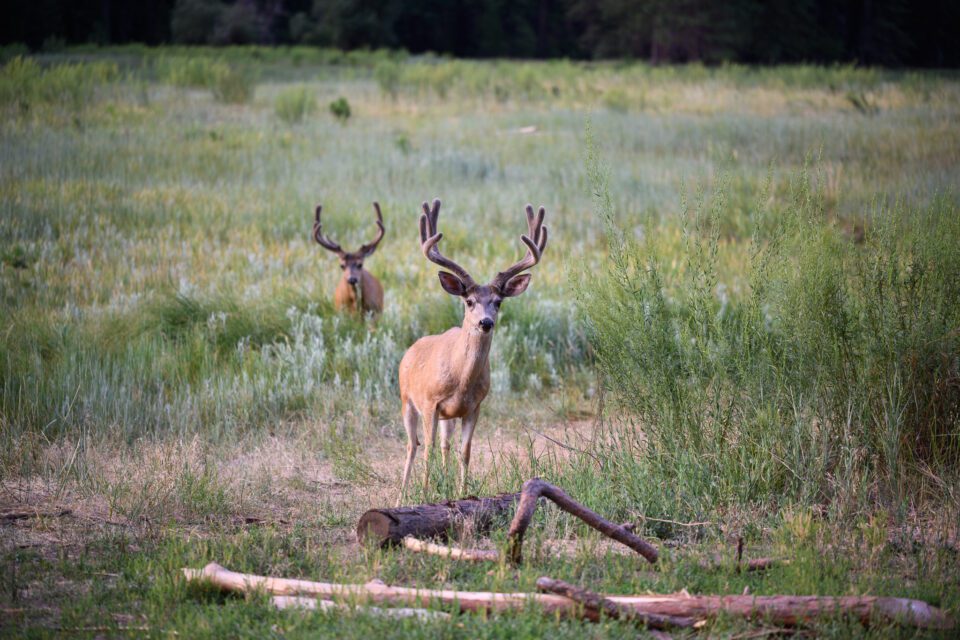 Deer Nearby in Yosemite