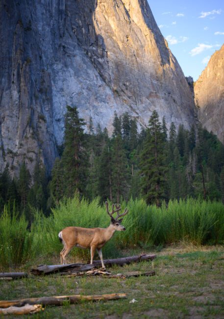Deer in Yosemite Valley at Sunrise