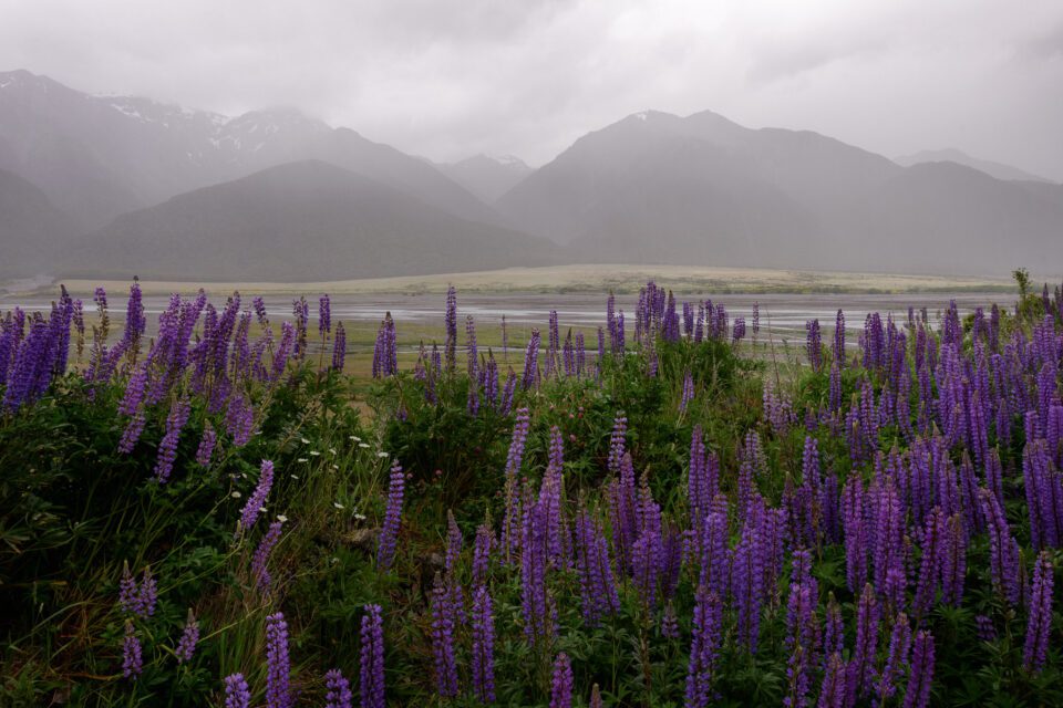 Rainy Landscape in New Zealand