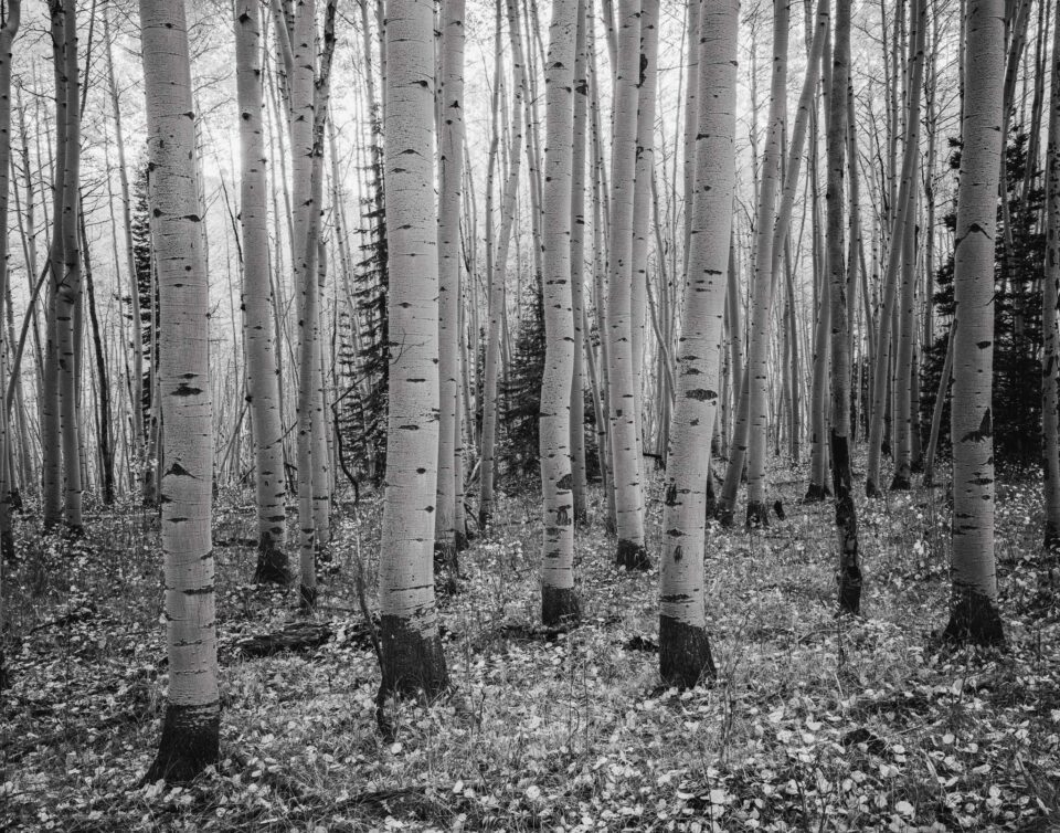 11x14 Aspen Trunks Photo