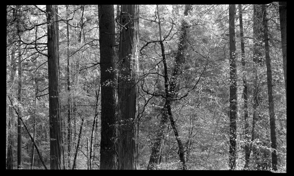 Goerz Red Dot Artar 30 Sample Image Dogwood Trees