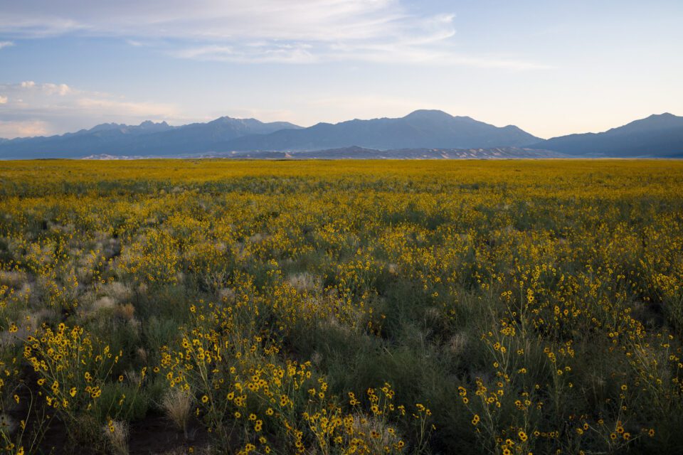 Yellow Flowers with a Distant Mountain