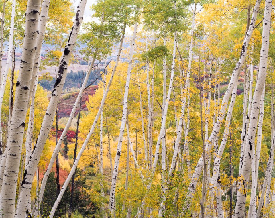 Yellow Aspens 4x5 Camera Kodak E100