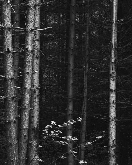 Black and white forest photo titled Amongst the Dead