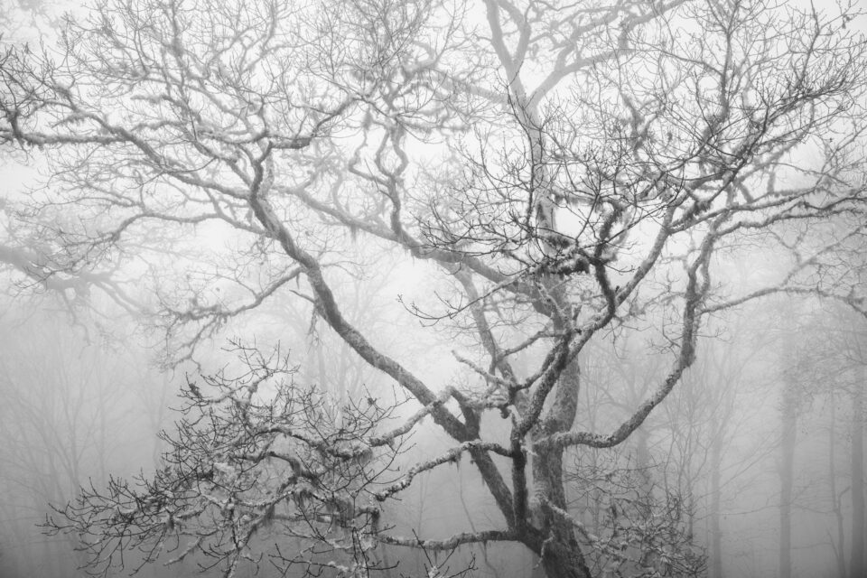 Black & white foggy rain