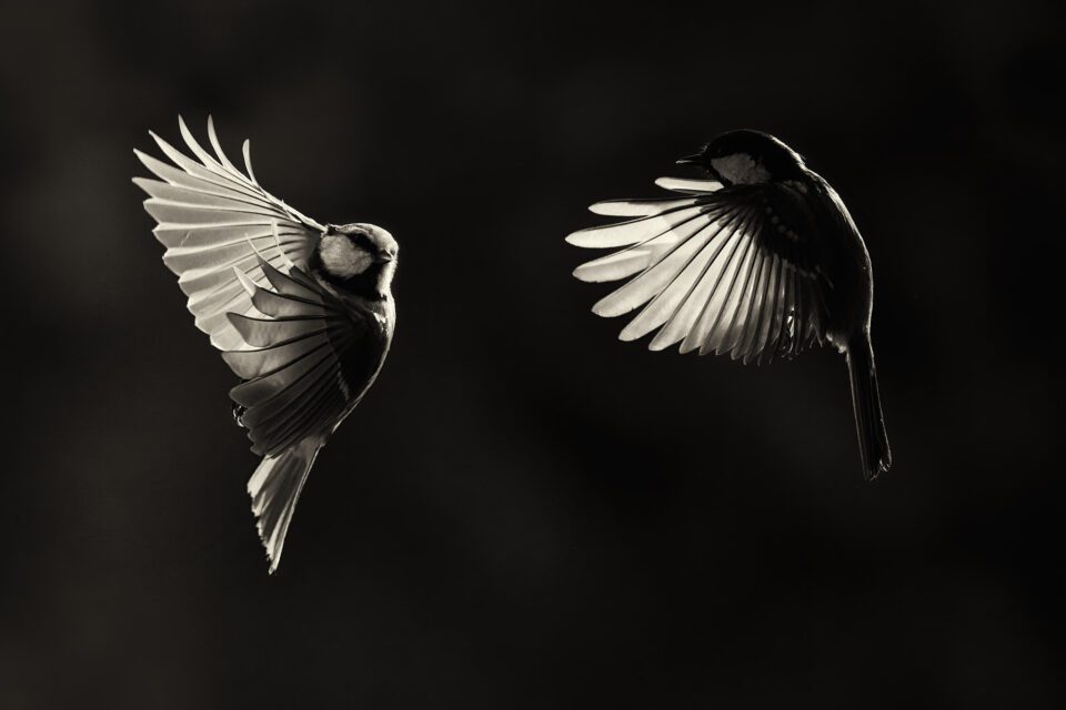 Birds_in_Flight#07