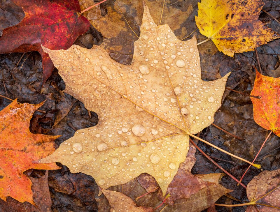 Raindrops on fallen leaves