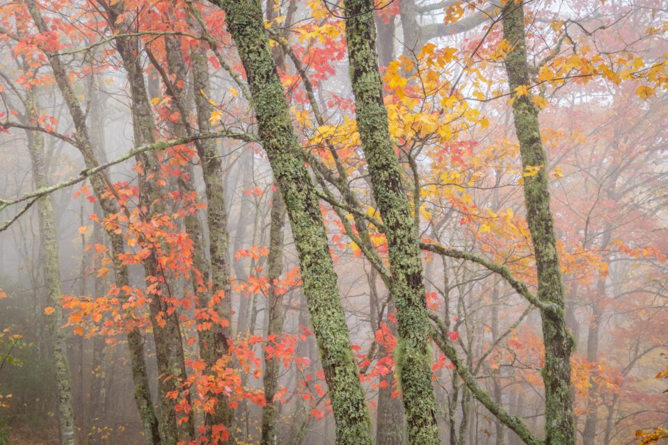 Forêt d'automne pluvieuse