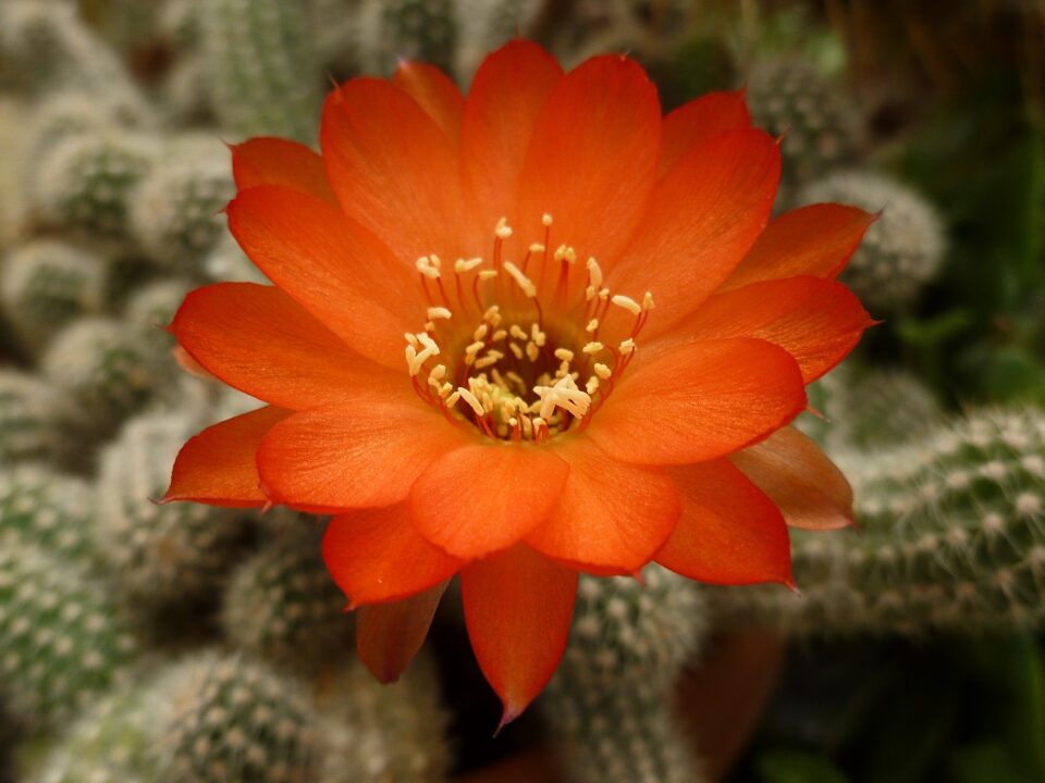 jpolak_2021_12_23_bback_cactusflower