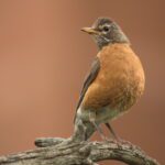 American Robin