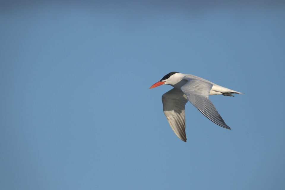 Caspian Tern