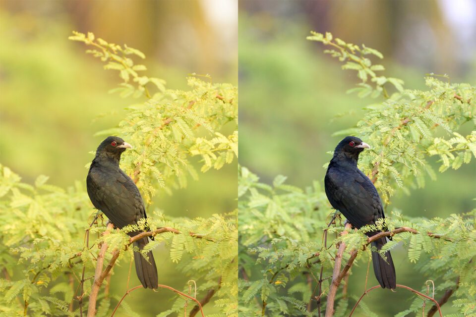 How to Correct White Balance in Photoshop