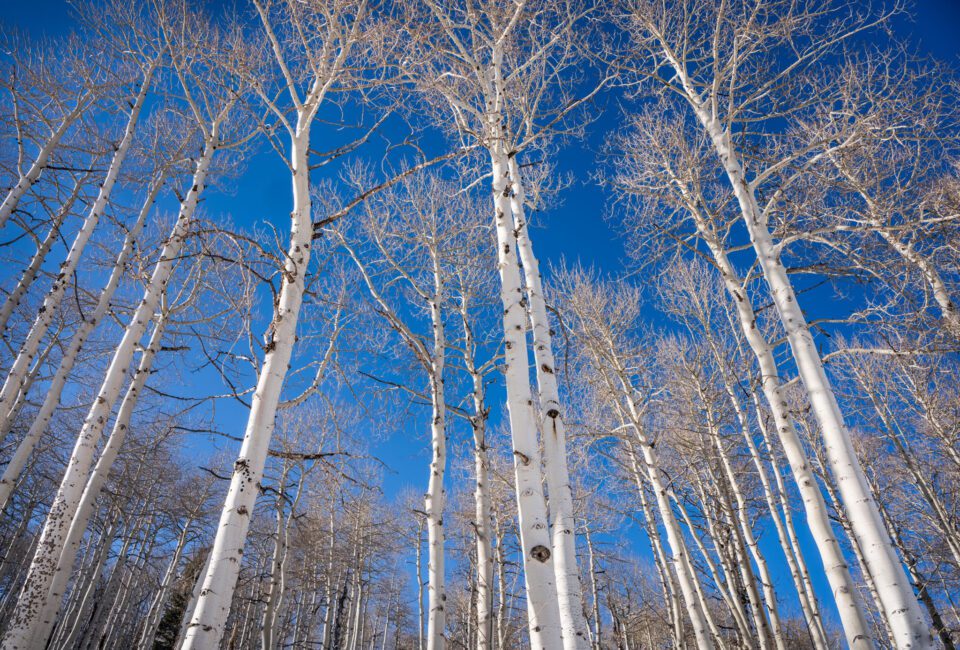 Utah winter aspens