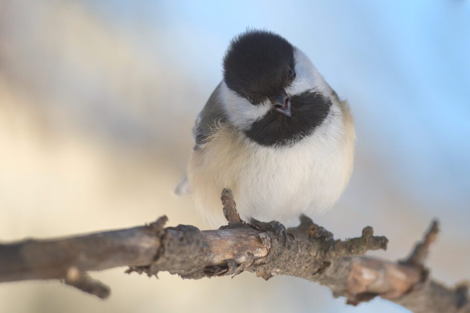 Black-capped Chickadee with 500mm PF