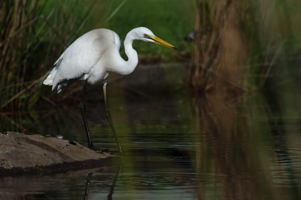 Great Egret with Pentax FA* 300 f/4.5