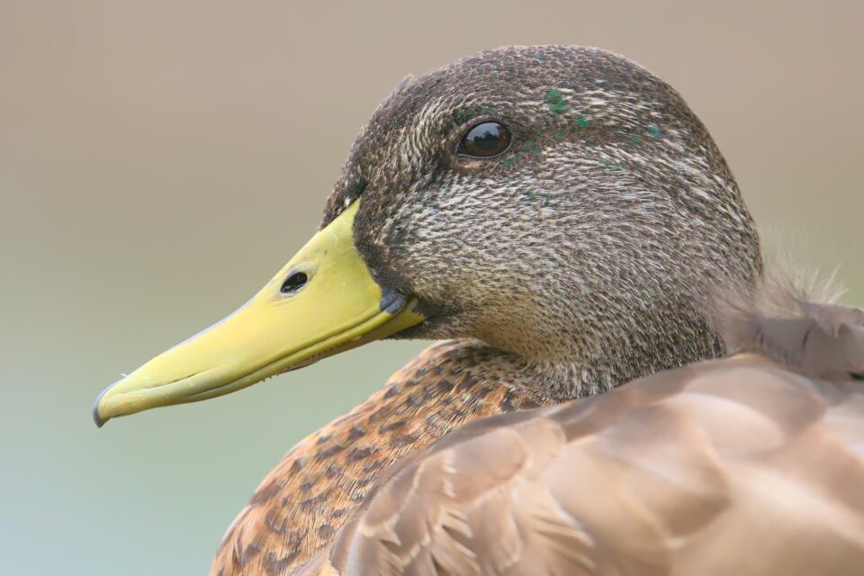 Moulting Mallard