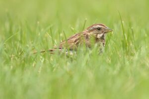 Song_Sparrow_In_Grass_Creamy_Background