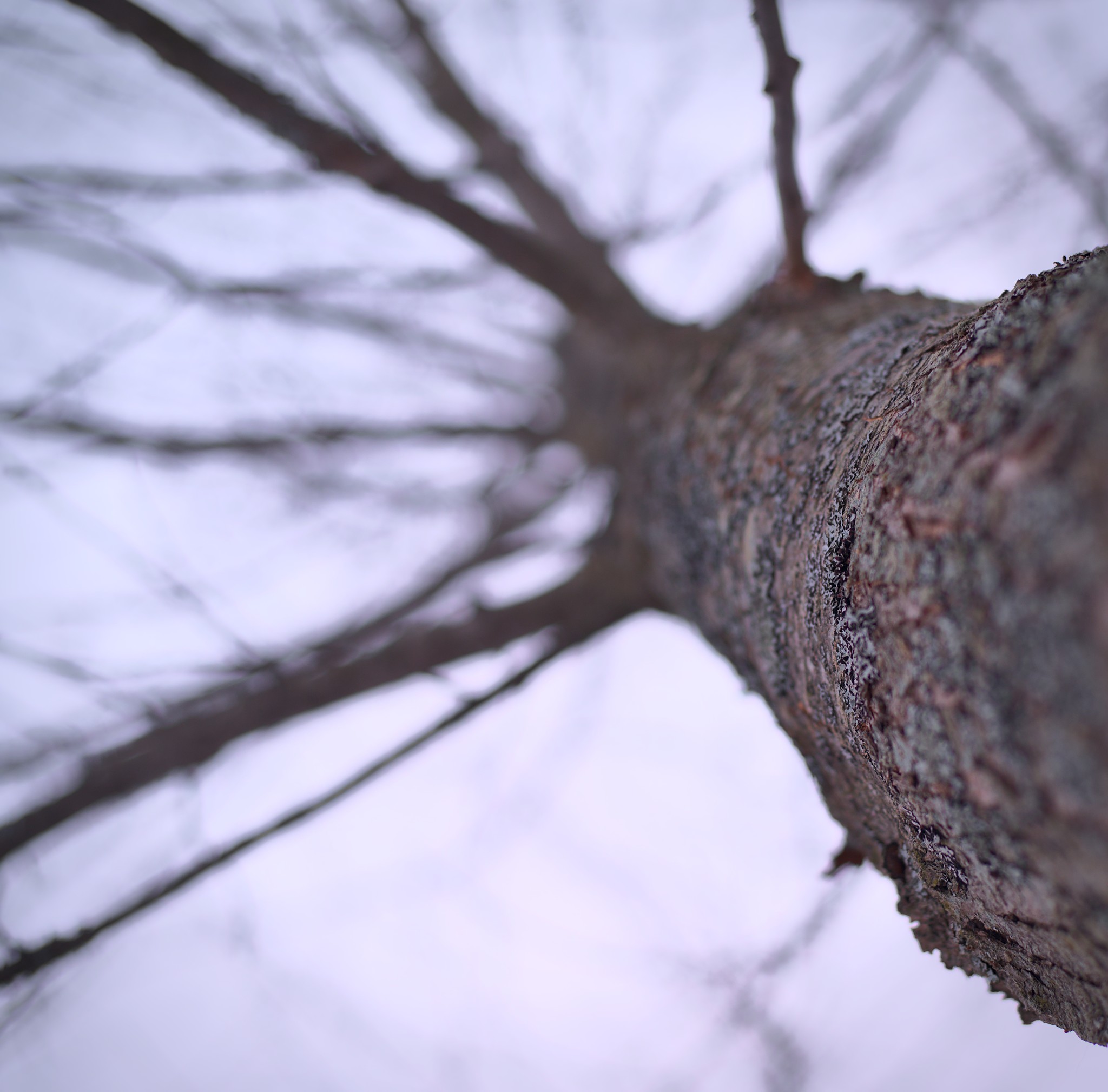 Tree_With_Branches_Out_Of_Focus_Color