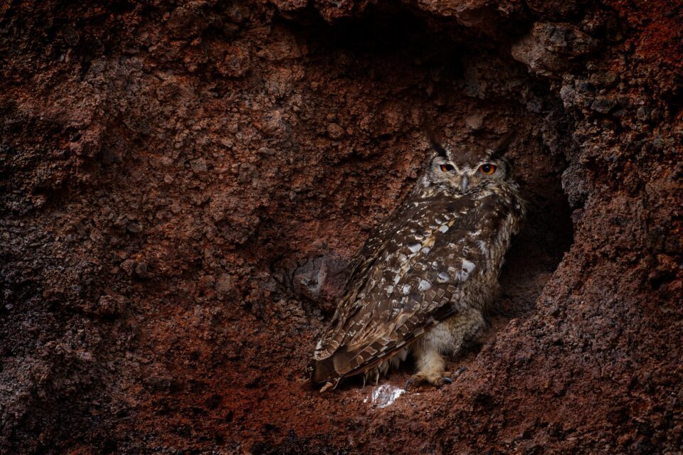Cape Eagle-Owl_07