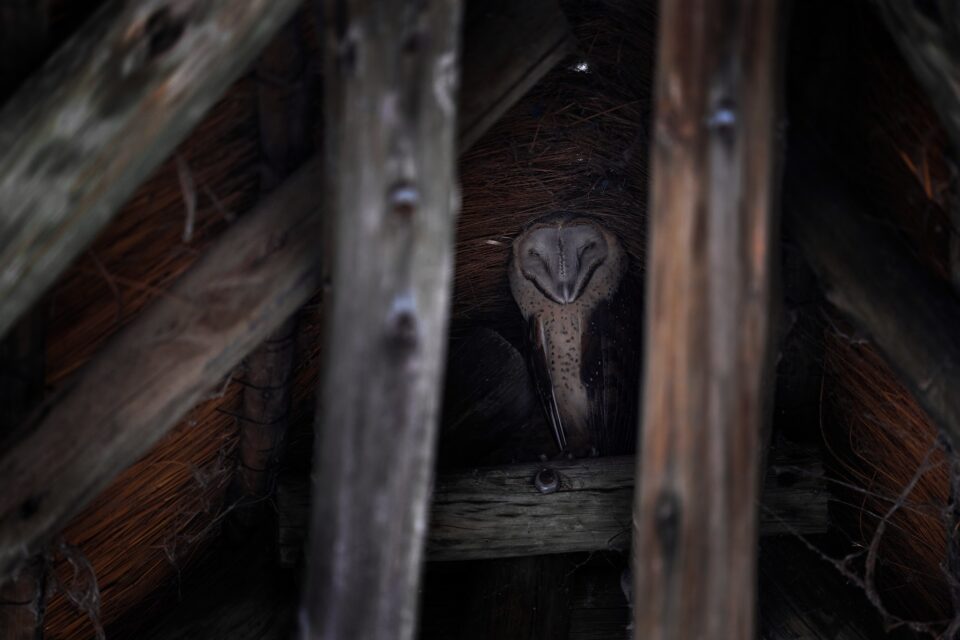 Barn Owl_19