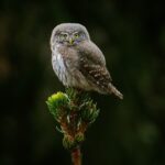Pygmy Owl_04