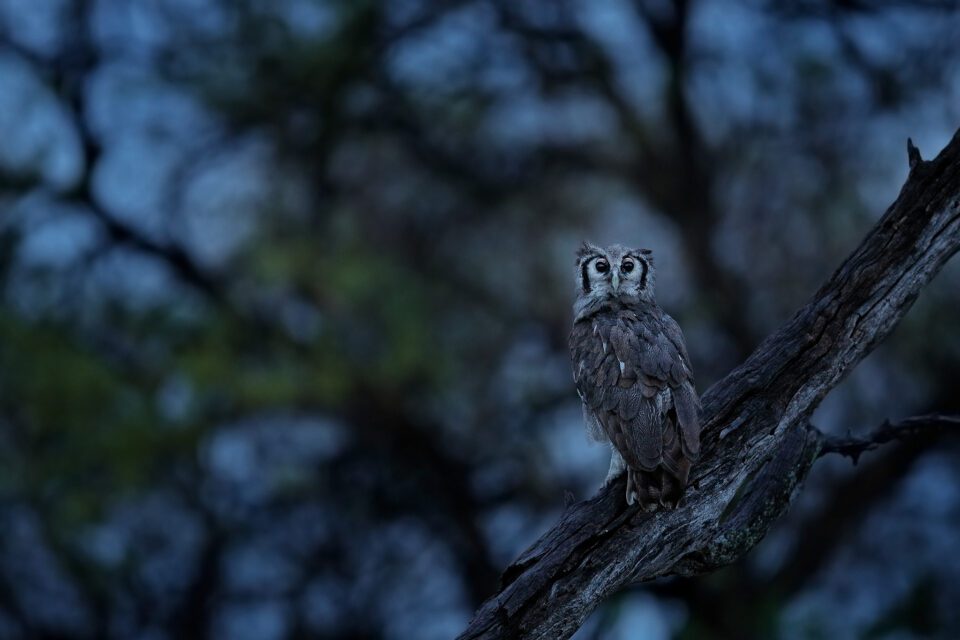Verreaux's Eagle-Owl_05