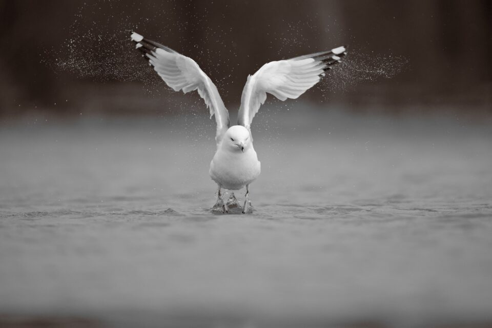 Gull_Spreading_Water_With_Wings