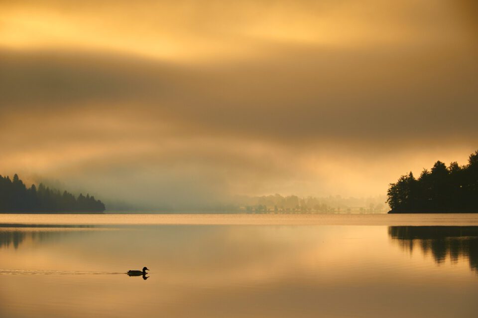 Lake with duck_sunrise