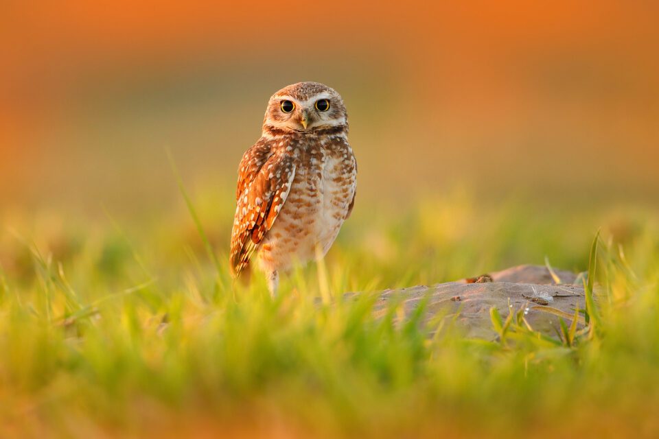Burrowing Owl_02