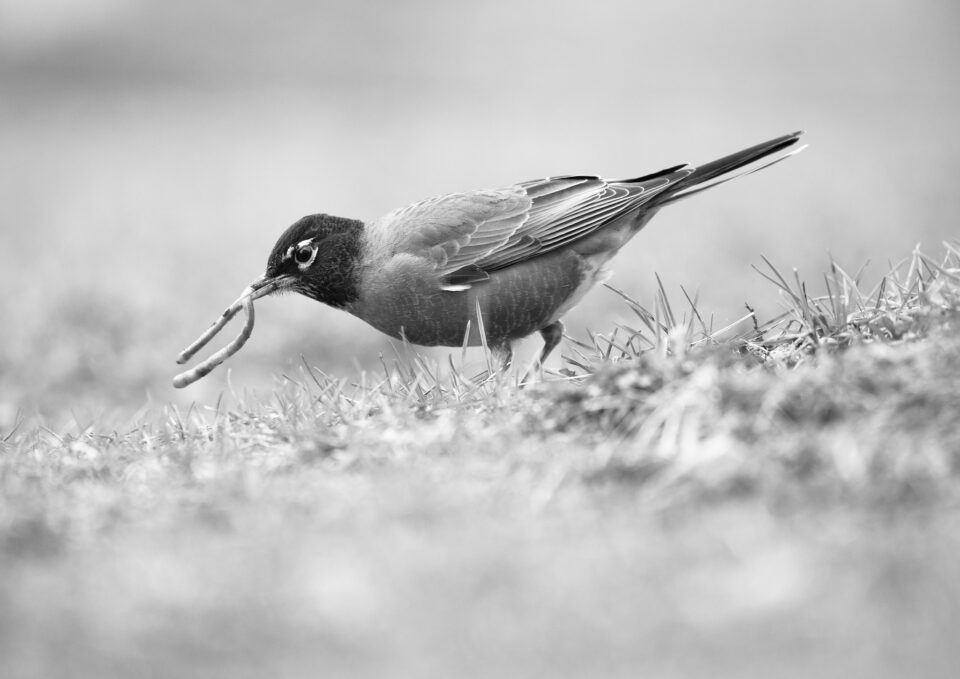 Robin_Pulling_Worm_On_Hill