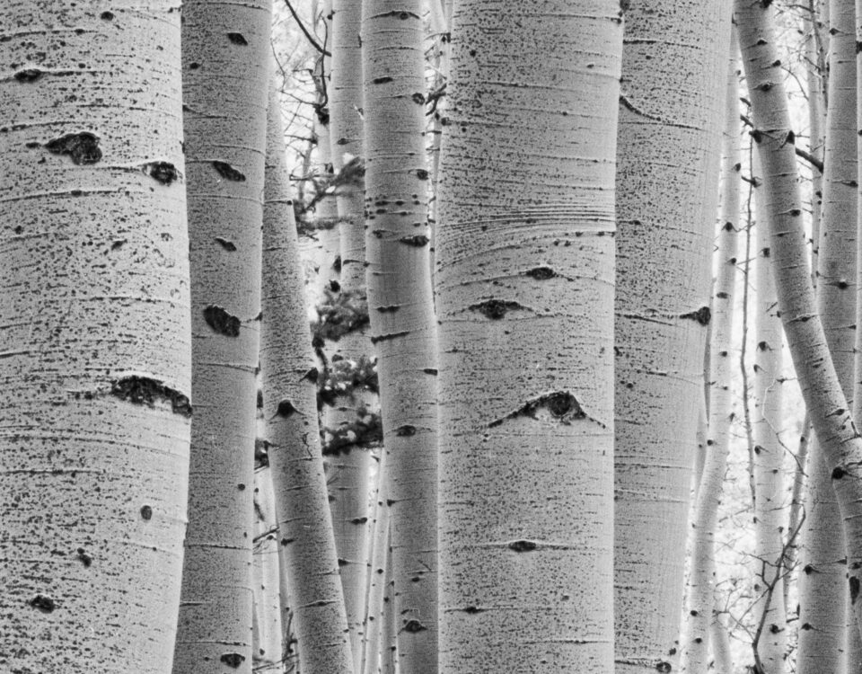 Aspens 11x14 100% Crop