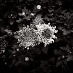 Sepia toned monochrome photograph of dahlia flowers