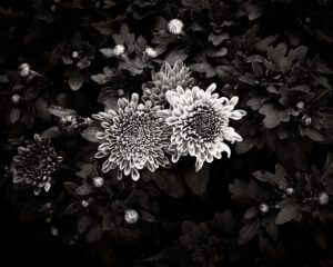 Sepia toned monochrome photograph of dahlia flowers