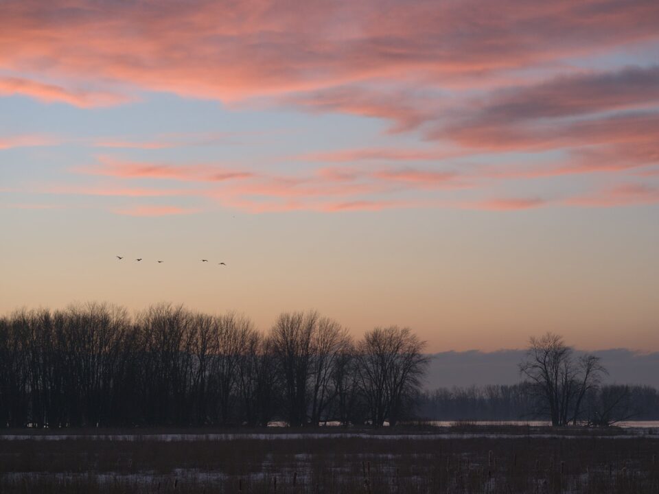 Canada_Geese_Against_Sunset