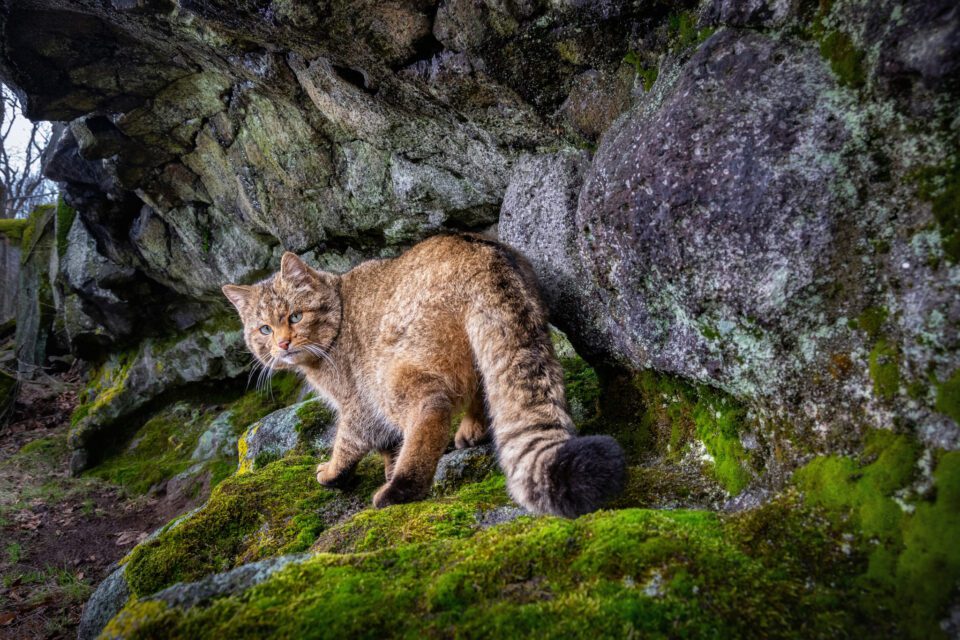 European wildcat, Doupov, Czech Republic