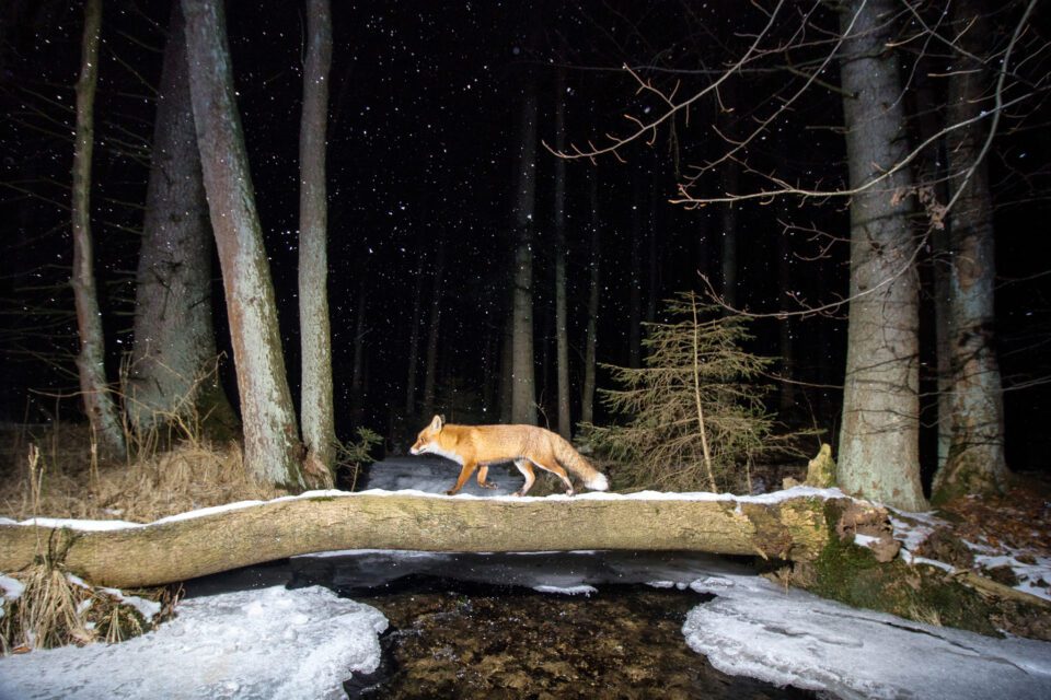 Fox, Czech Republic