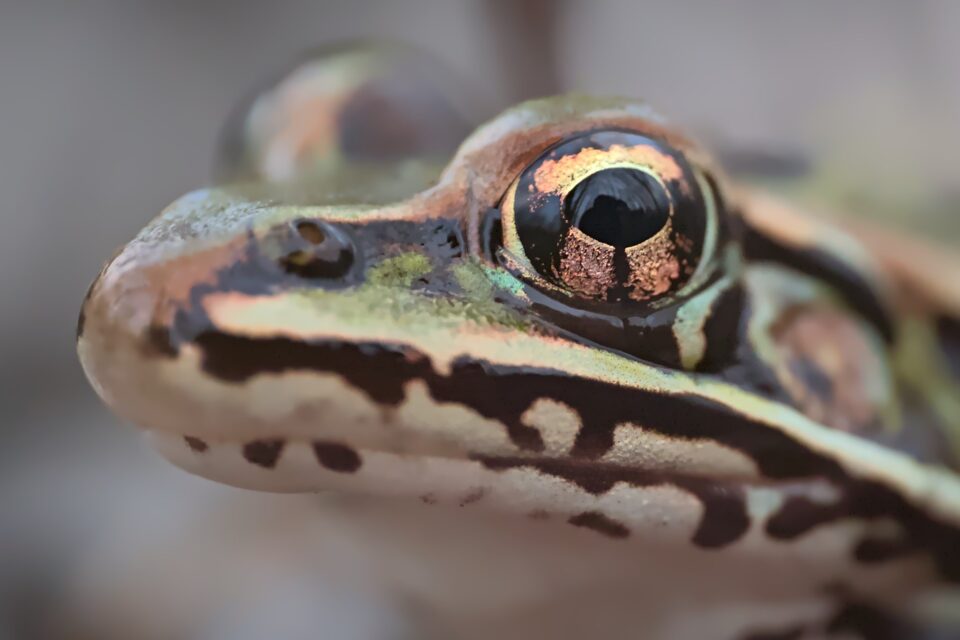 Frog_Eye_Up_Close_Macro