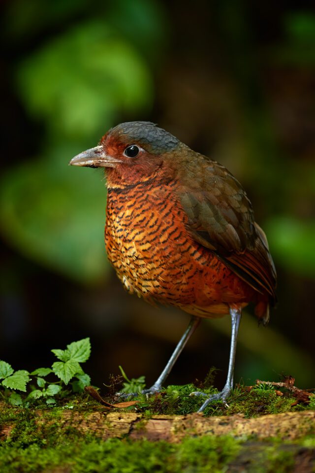 Giant Antpitta