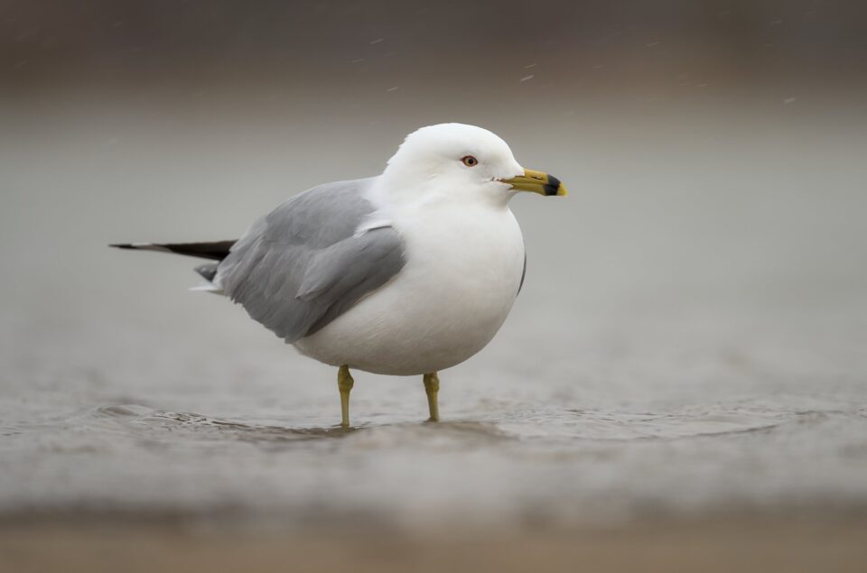 Gull_Standing_In_Water_Snowing