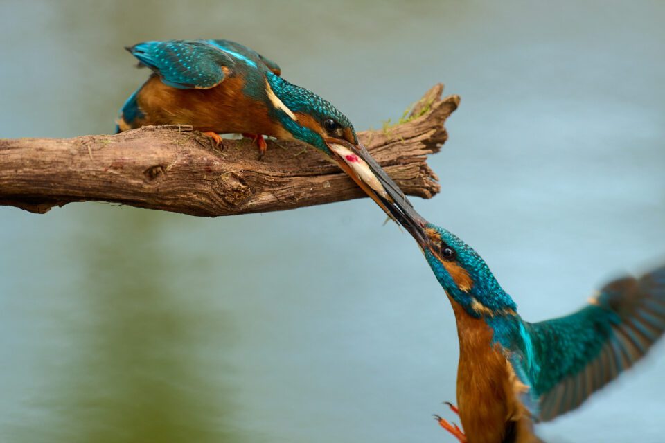 Kingfishers_feeding