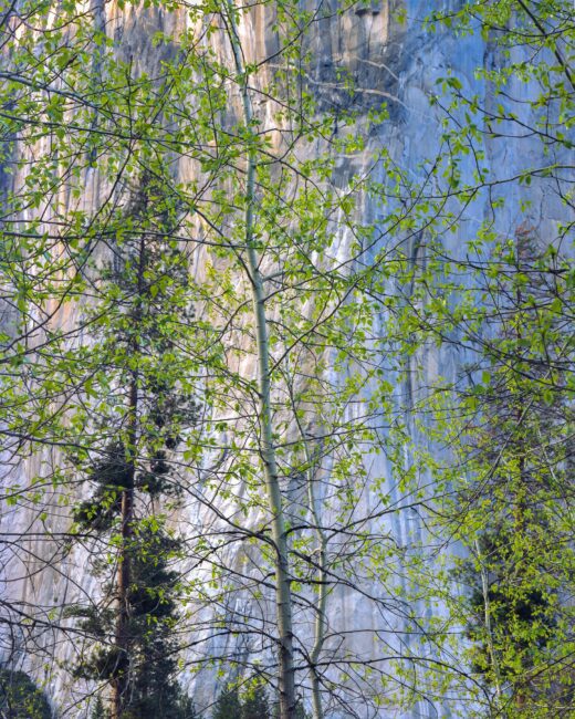 Nikkor Q 450mm Sample Image Detail of Tree Yosemite
