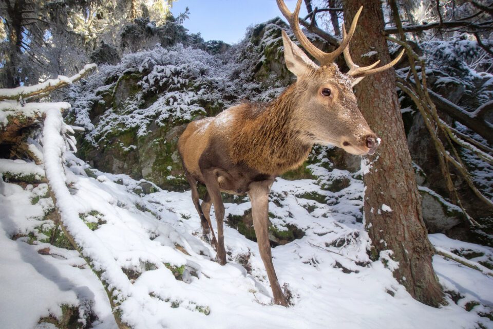 Red deer, Czech Republic
